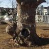 [巨樹・奇樹] 赤塚のこぶ欅《けやき》のありがたいお姿（東京都板橋区）