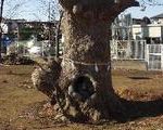 [巨樹・奇樹] 赤塚のこぶ欅《けやき》のありがたいお姿（東京都板橋区）