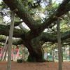 [巨樹・奇樹] 都市型巨樹の横綱　影向の松（東京都江戸川区）