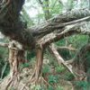 [巨樹・奇樹] 圧巻の樹根。宮崎市の巨樹・内海のアコウ（宮崎県）